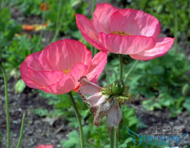 虞美人花图片 虞美人花图片