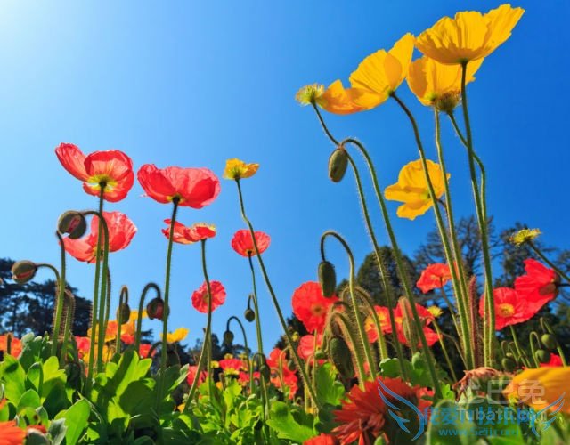 虞美人花图片 虞美人花图片