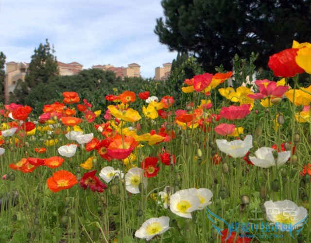 虞美人花图片 虞美人花图片