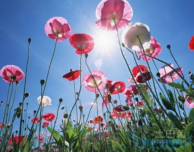 虞美人花图片 虞美人花图片