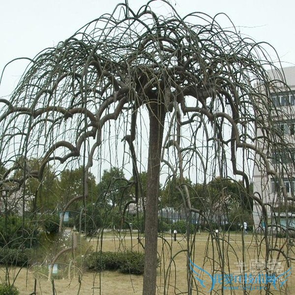 洋槐花图片 洋槐花图片