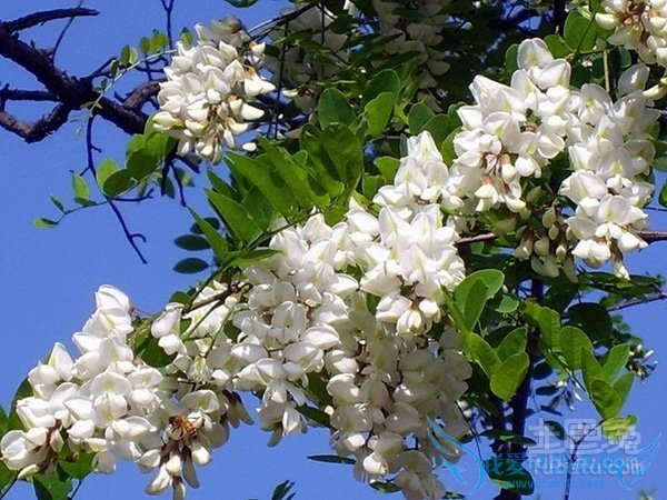 洋槐花图片 洋槐花图片