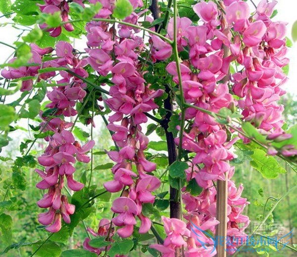 洋槐花图片 洋槐花图片