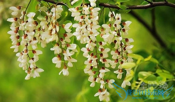 洋槐花图片 洋槐花图片