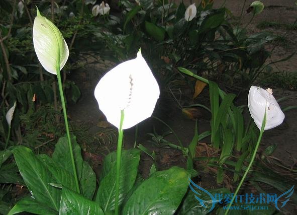 一帆风顺的养殖方法 图文并叙 非常详细