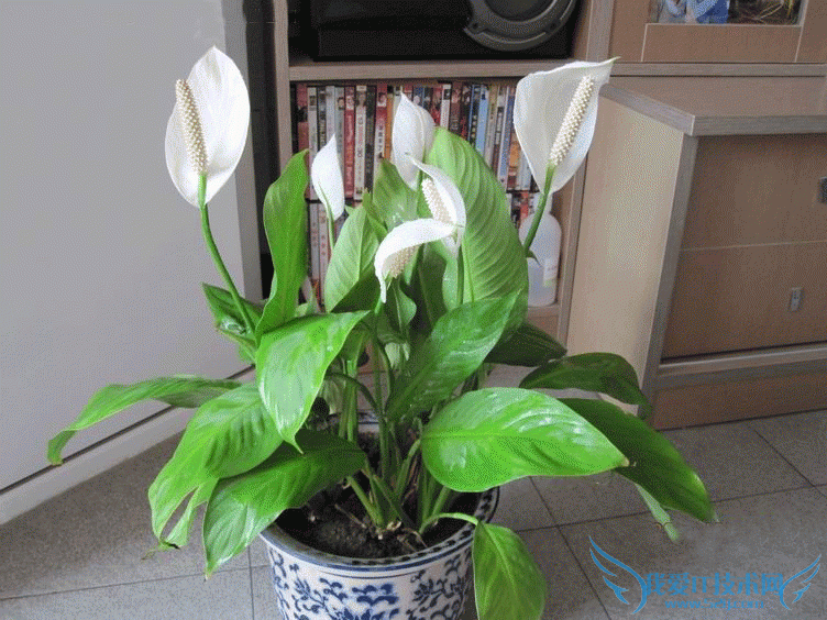 一帆风顺的养殖方法 图文并叙 非常详细