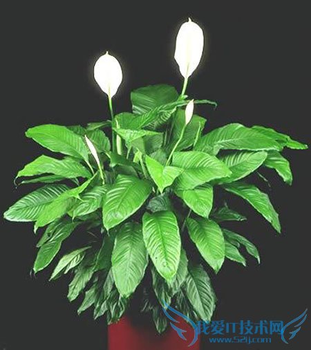 一帆风顺的养殖方法 图文并叙 非常详细