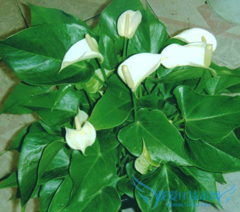 一帆风顺的养殖方法 图文并叙 非常详细