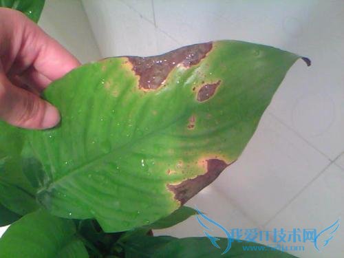 一帆风顺的养殖方法 图文并叙 非常详细