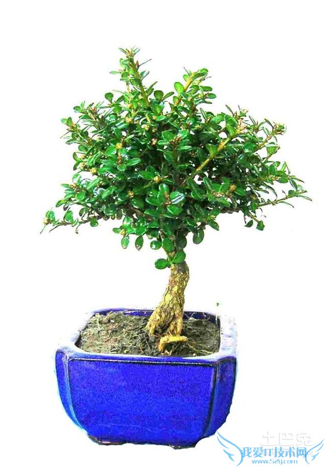 珍珠黄杨价格 珍珠黄杨价格