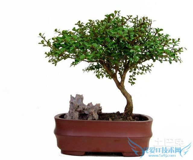 珍珠黄杨价格 珍珠黄杨价格