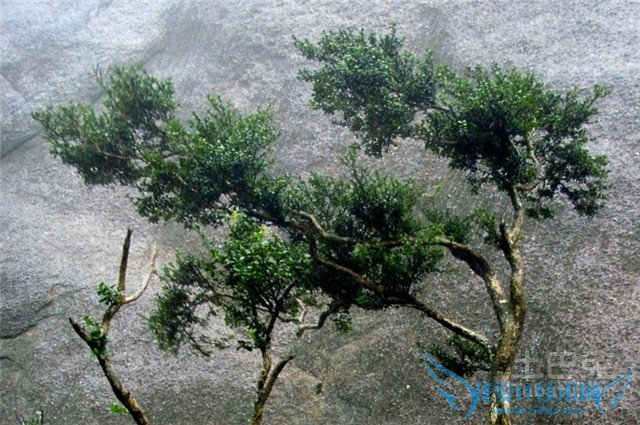 珍珠黄杨价格 珍珠黄杨价格