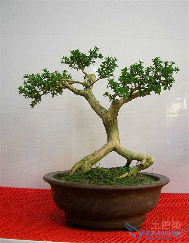 珍珠黄杨价格 珍珠黄杨价格