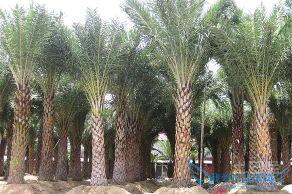 中东海枣病虫害