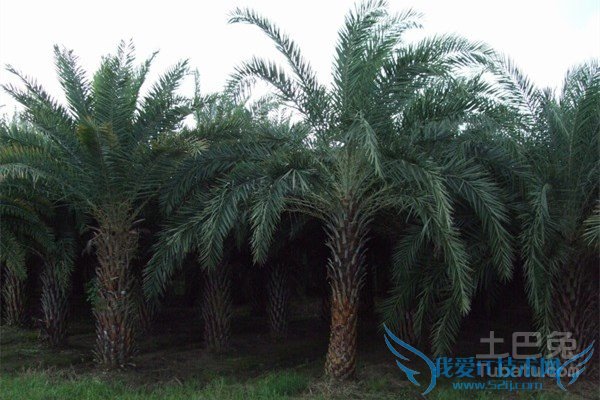 中东海枣病虫害