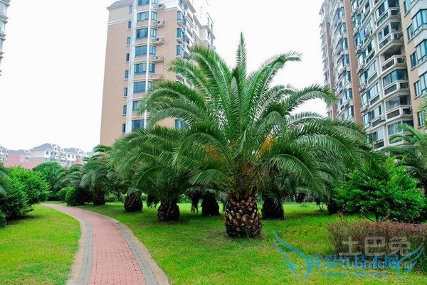 中东海枣病虫害