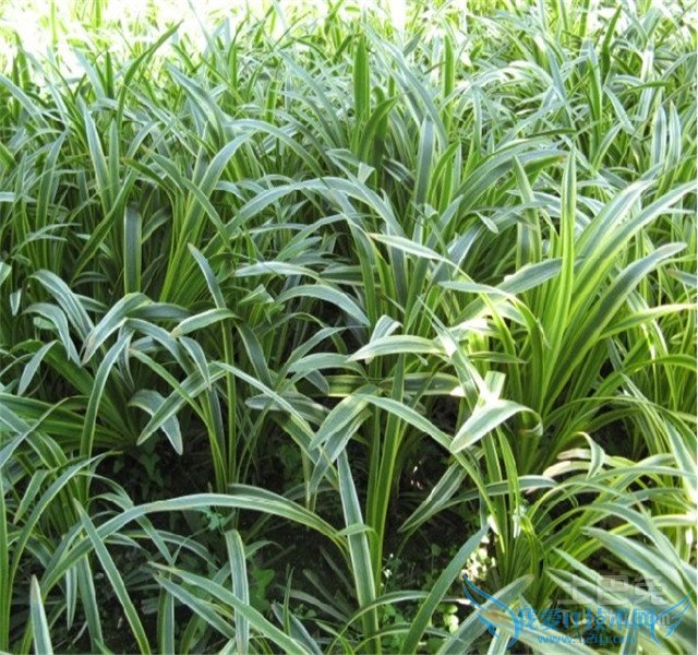 金边吊兰价格 金边吊兰价格