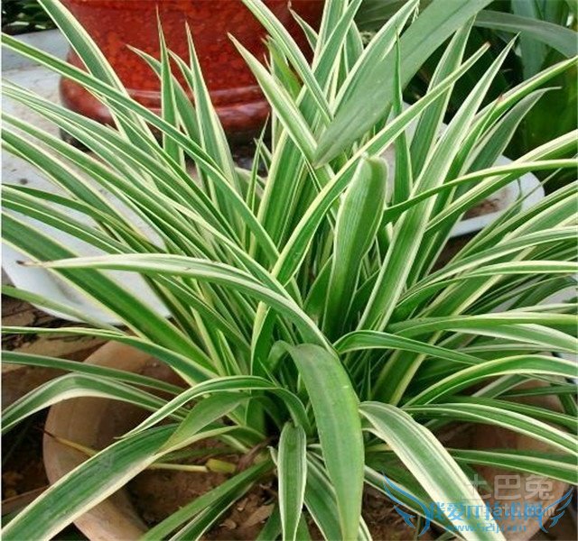 金边吊兰价格 金边吊兰价格