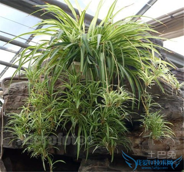 金边吊兰价格 金边吊兰价格