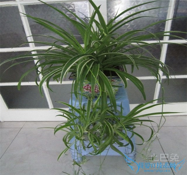 金边吊兰价格 金边吊兰价格