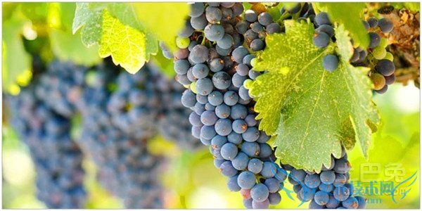 黑加仑葡萄价格 黑加仑葡萄价格
