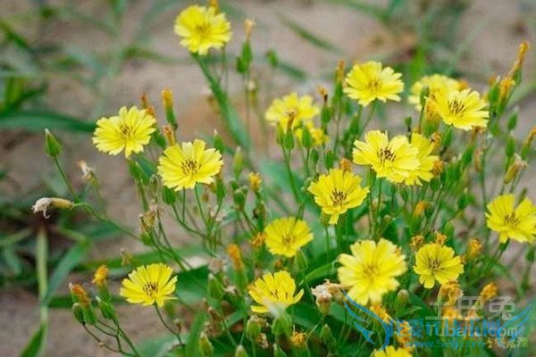 败酱草的图片 败酱草的图片