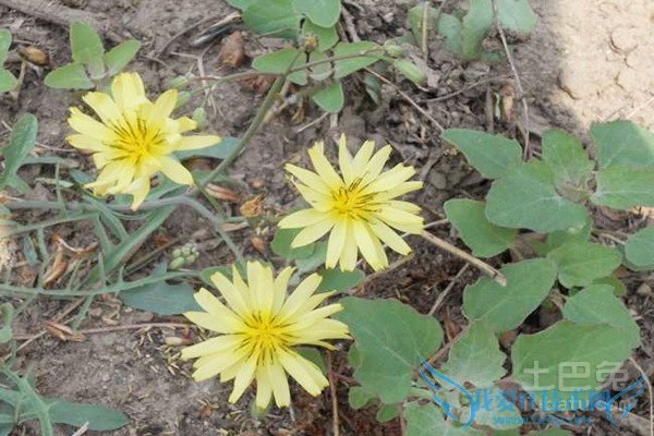 败酱草的图片 败酱草的图片