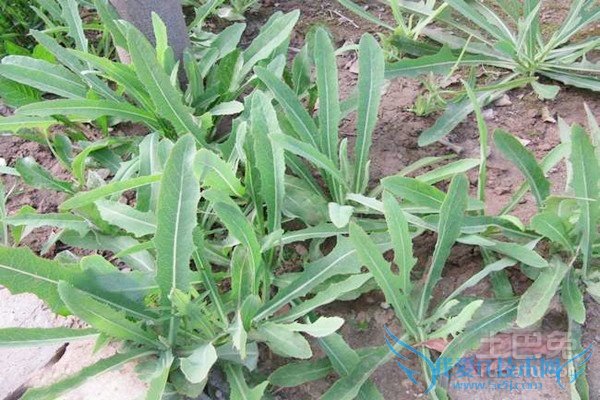 败酱草的图片 败酱草的图片