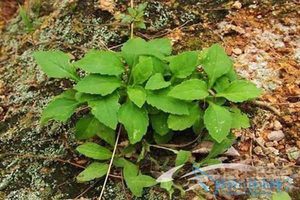 败酱草的图片 败酱草的图片