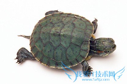 乌龟怎么养 小乌龟怎么养(饲养成功率100%)