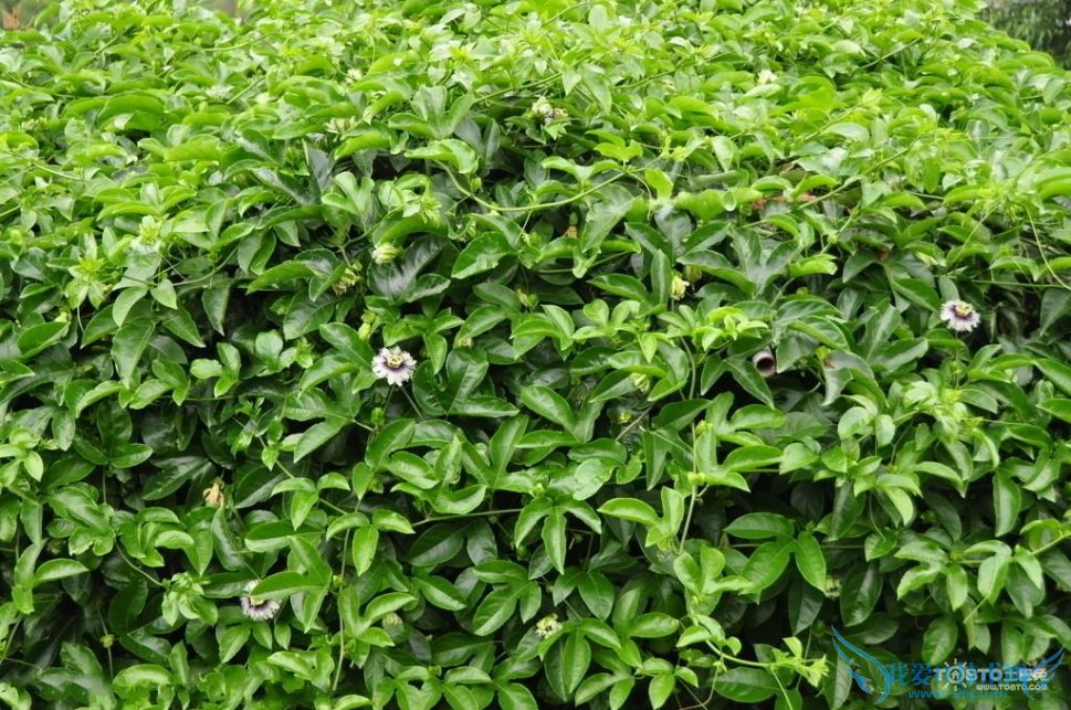 罗汉果花的功效与作用及食用方法 罗汉果花的副作用