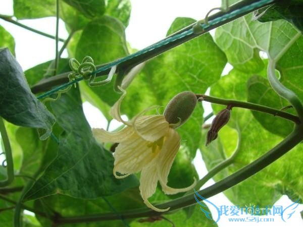 罗汉果花的功效与作用及食用方法 罗汉果花的副作用