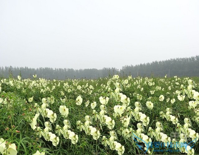 黄蜀葵的功效 黄蜀葵的功效