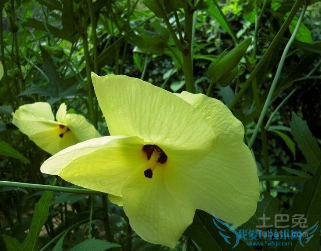 黄蜀葵的功效 黄蜀葵的功效