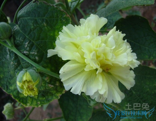 黄蜀葵的功效 黄蜀葵的功效