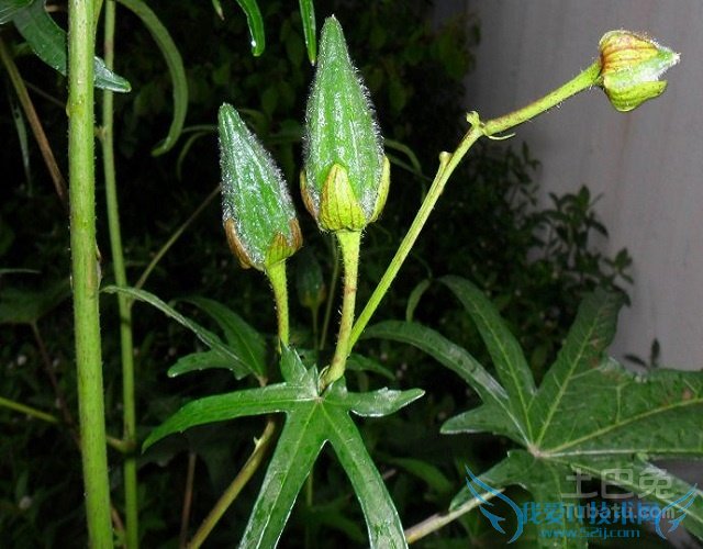 黄蜀葵的功效 黄蜀葵的功效