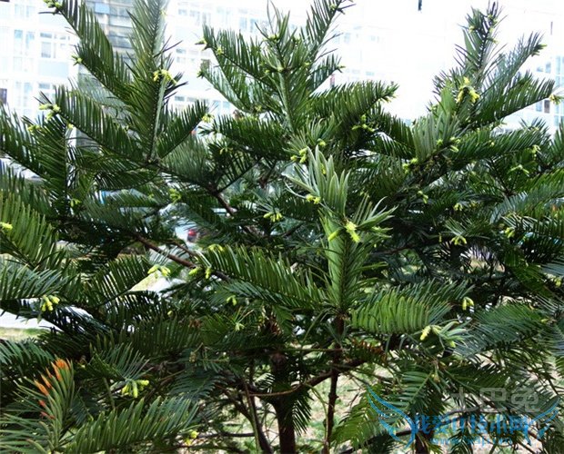 三尖杉价格 三尖杉价格