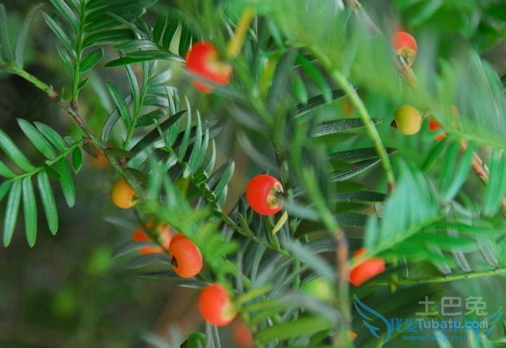 三尖杉价格 三尖杉价格