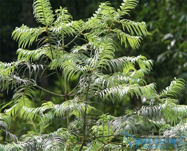 三尖杉价格 三尖杉价格