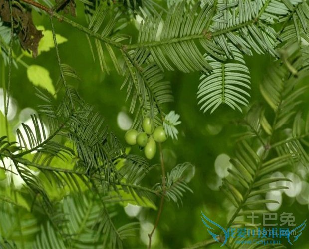 三尖杉价格 三尖杉价格