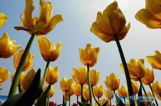 金色郁金香花语是什么 金色郁金香图片欣赏及资料介绍