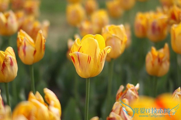 金色郁金香花语是什么 金色郁金香图片欣赏及资料介绍