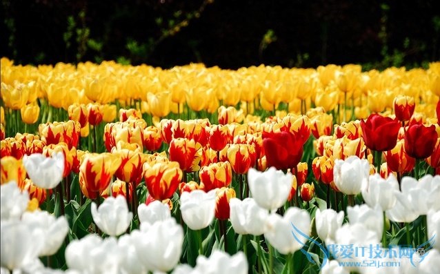 金色郁金香花语是什么 金色郁金香图片欣赏及资料介绍