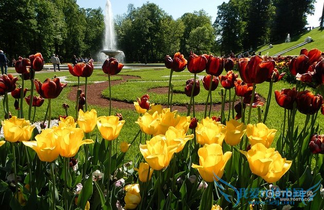 金色郁金香花语是什么 金色郁金香图片欣赏及资料介绍