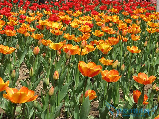 金色郁金香花语是什么 金色郁金香图片欣赏及资料介绍