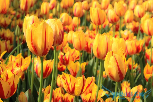 金色郁金香花语是什么 金色郁金香图片欣赏及资料介绍