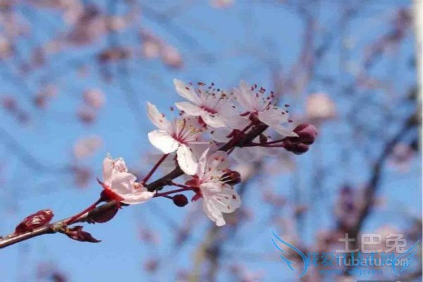 樱桃花花语 樱桃花花语