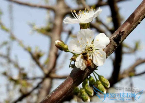 樱桃花花语 樱桃花花语