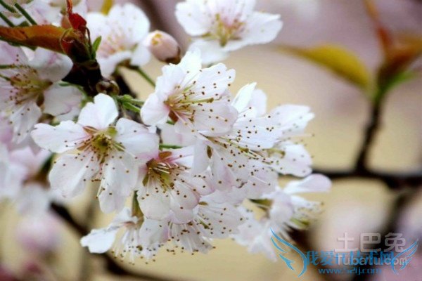 樱桃花花语 樱桃花花语