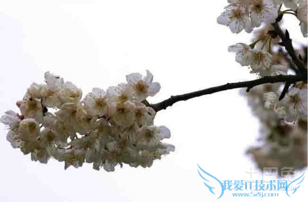 樱桃花花语 樱桃花花语